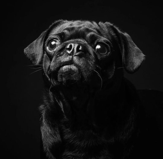 Блог - Трогательный фотопроект о черных кошках и собаках, который поможет им найти дом Трогательный фотопроект о черных кошках и собаках, который поможет им найти дом