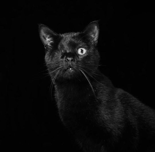 Блог - Трогательный фотопроект о черных кошках и собаках, который поможет им найти дом Трогательный фотопроект о черных кошках и собаках, который поможет им найти дом