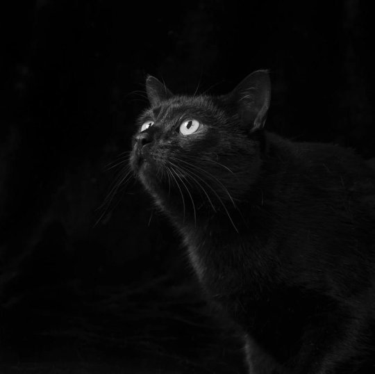 Блог - Трогательный фотопроект о черных кошках и собаках, который поможет им найти дом Трогательный фотопроект о черных кошках и собаках, который поможет им найти дом
