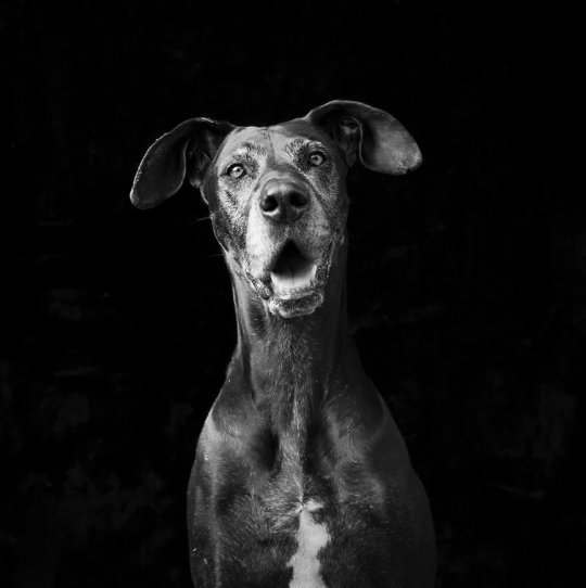 Блог - Трогательный фотопроект о черных кошках и собаках, который поможет им найти дом Трогательный фотопроект о черных кошках и собаках, который поможет им найти дом
