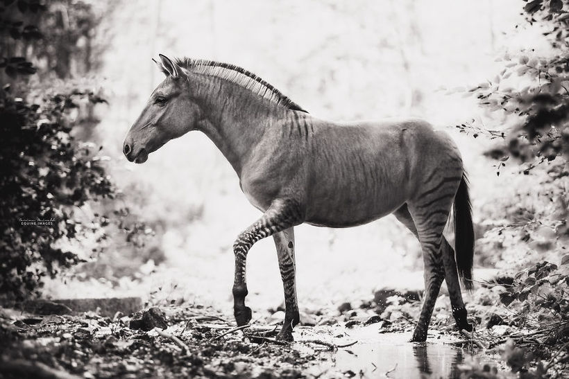 Блог - Фотограф сняла потрясающее животное — гибрид зебры и лошади Фотограф сняла потрясающее животное — гибрид зебры и лошади