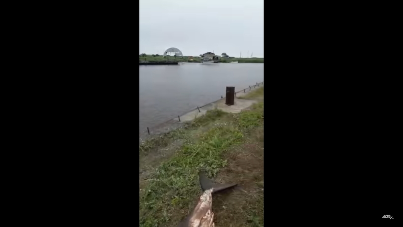 Блог - Видео: В Красногорске рыбаки поймали в реке акулу Видео: В Красногорске рыбаки поймали в реке акулу