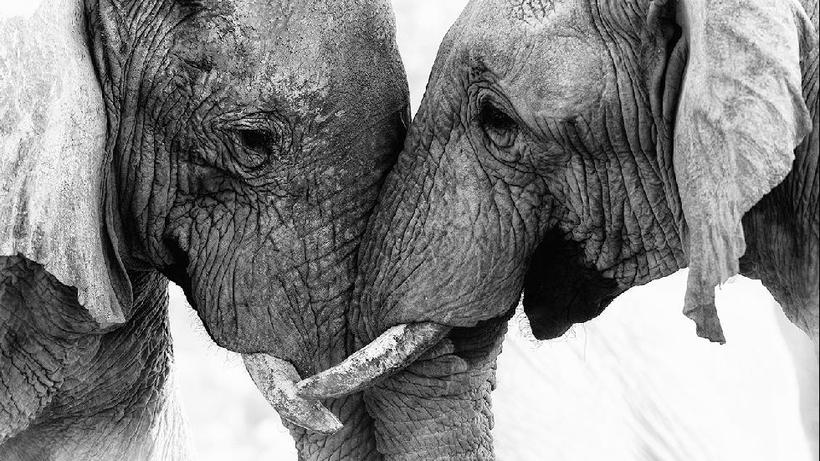 Блог - 18 ошеломляющих снимков, представленных Sony World Photography Awards 18 ошеломляющих снимков, представленных Sony World Photography Awards
