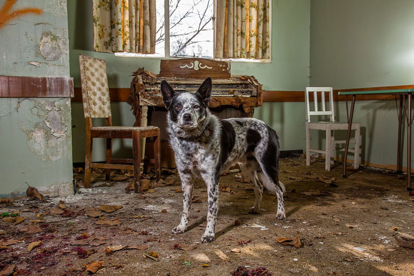 Блог - Фотограф сделал портреты самых трудолюбивых собак со всего мира Фотограф сделал портреты самых трудолюбивых собак со всего мира