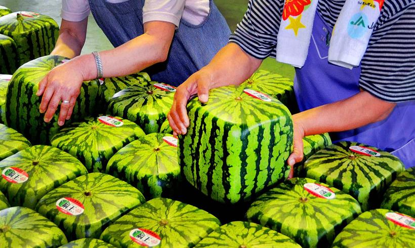 Блог - Квадратные арбузы из Японии Квадратные арбузы из Японии