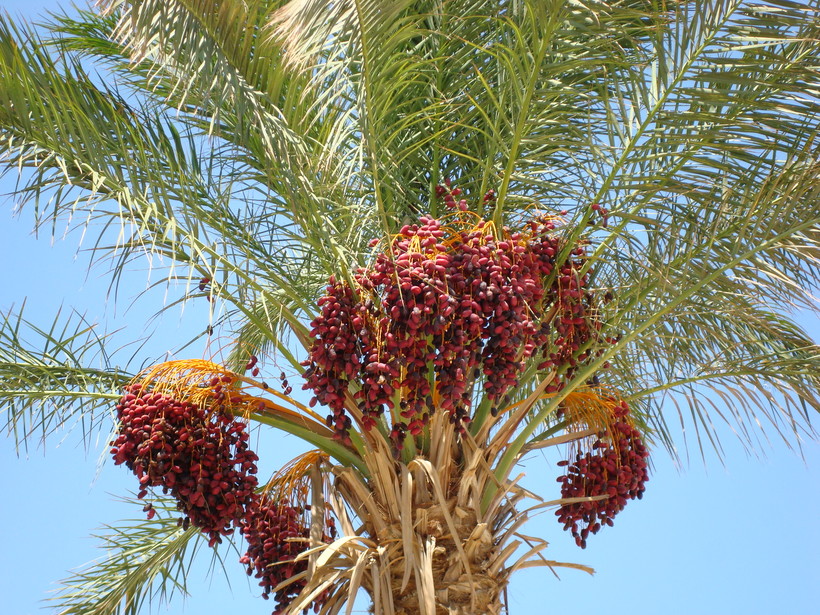 49 фактов о Марокко глазами россиянина