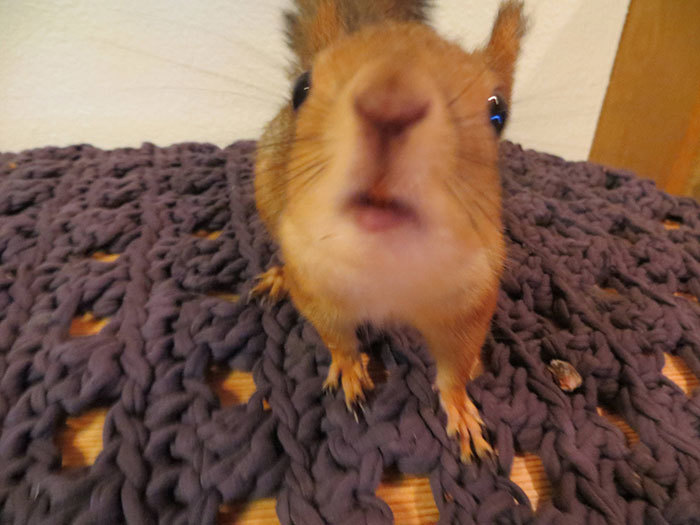 Этот смертельно раненый бельчонок погибал на дороге...