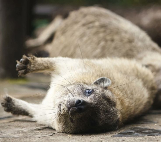 15 удивительных животных, которых ты наверняка еще не видел. Богатству фауны нет границ!