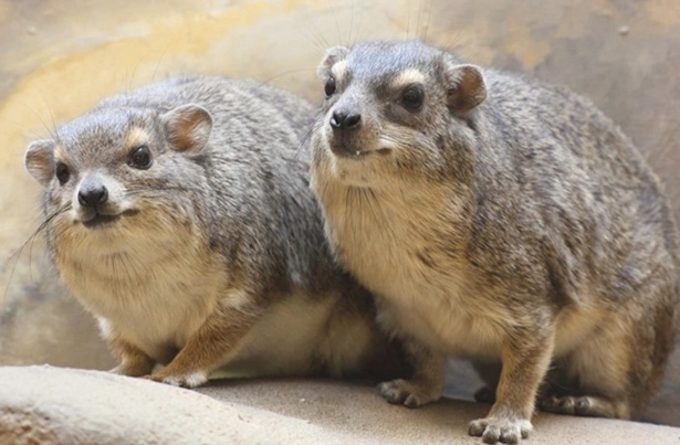 15 удивительных животных, которых ты наверняка еще не видел. Богатству фауны нет границ!