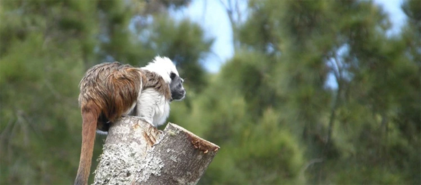 15 удивительных животных, которых ты наверняка еще не видел. Богатству фауны нет границ!