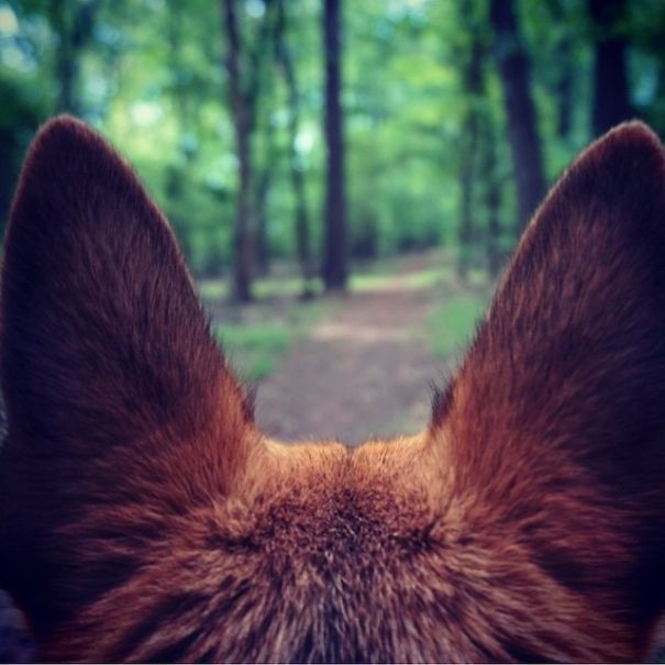 Блог - 20 чудных снимков из Instagram, которые вдохновят вас отправиться в поход со своей собакой 20 чудных снимков из Instagram, которые вдохновят вас отправиться в поход со своей собакой