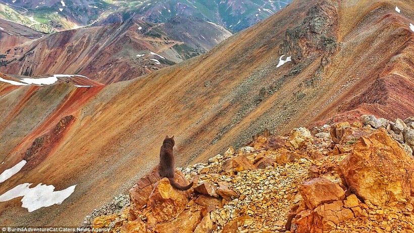 Блог - Кот-путешественник, посетивший самые красивые места Америки Кот-путешественник, посетивший самые красивые места Америки