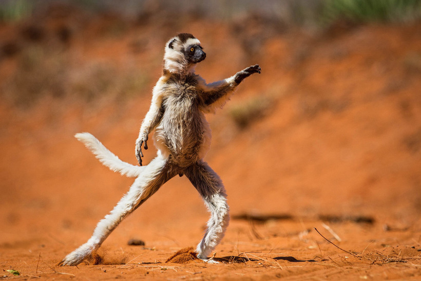 Блог - 20 уморительных снимков с конкурса Comedy Wildlife Photography Awards 2015 20 уморительных снимков с конкурса Comedy Wildlife Photography Awards 2015