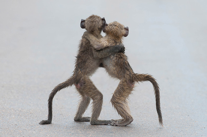 Блог - 20 уморительных снимков с конкурса Comedy Wildlife Photography Awards 2015 20 уморительных снимков с конкурса Comedy Wildlife Photography Awards 2015
