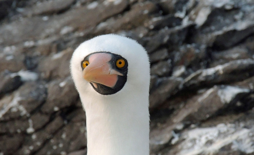 Блог - 20 уморительных снимков с конкурса Comedy Wildlife Photography Awards 2015 20 уморительных снимков с конкурса Comedy Wildlife Photography Awards 2015