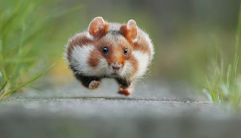 Блог - 20 уморительных снимков с конкурса Comedy Wildlife Photography Awards 2015 20 уморительных снимков с конкурса Comedy Wildlife Photography Awards 2015