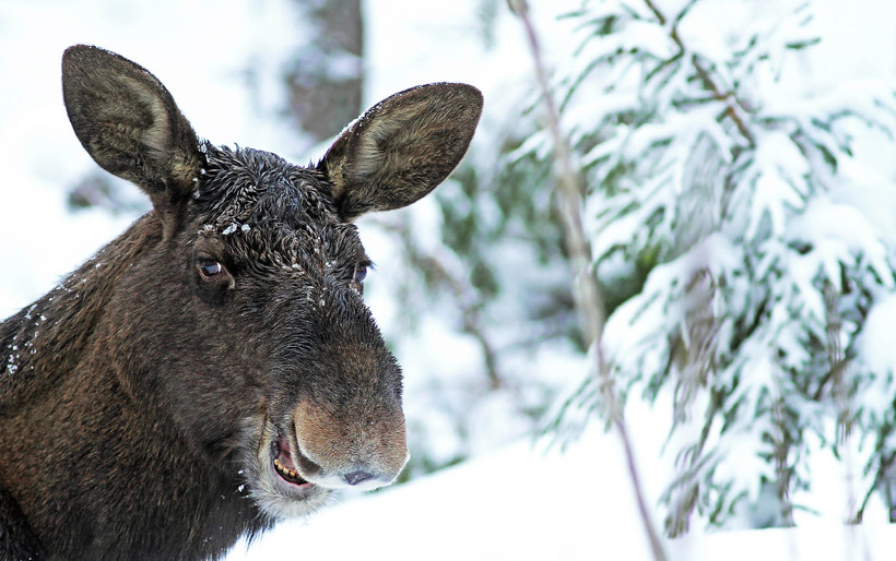 Блог - 20 уморительных снимков с конкурса Comedy Wildlife Photography Awards 2015 20 уморительных снимков с конкурса Comedy Wildlife Photography Awards 2015