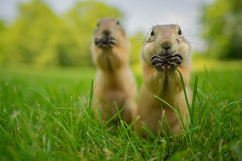 Блог - 20 уморительных снимков с конкурса Comedy Wildlife Photography Awards 2015 20 уморительных снимков с конкурса Comedy Wildlife Photography Awards 2015