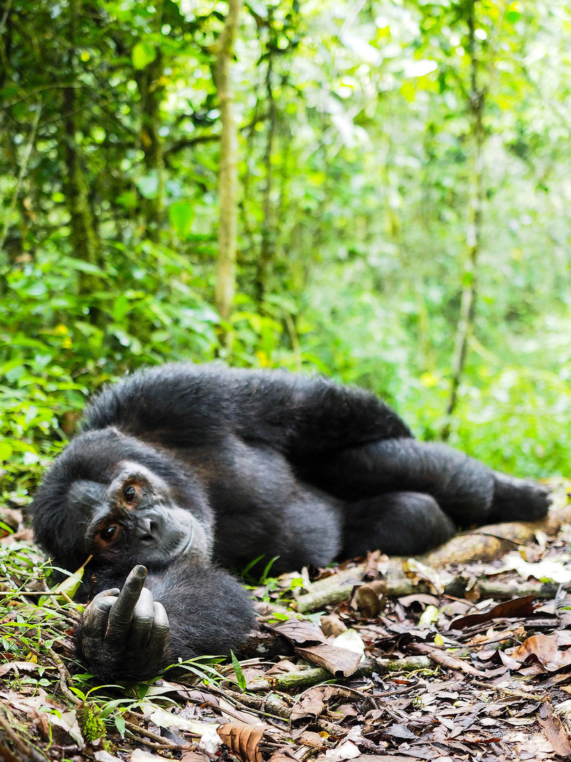 Блог - 20 уморительных снимков с конкурса Comedy Wildlife Photography Awards 2015 20 уморительных снимков с конкурса Comedy Wildlife Photography Awards 2015