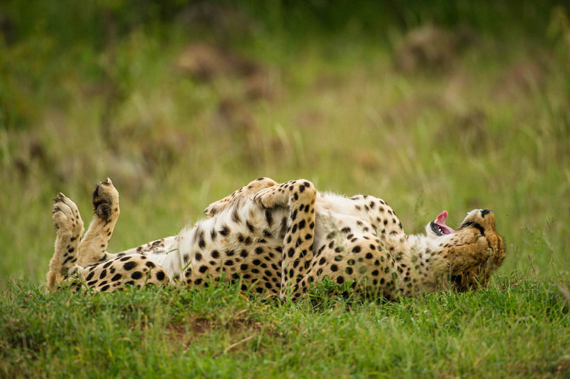Блог - 20 уморительных снимков с конкурса Comedy Wildlife Photography Awards 2015 20 уморительных снимков с конкурса Comedy Wildlife Photography Awards 2015