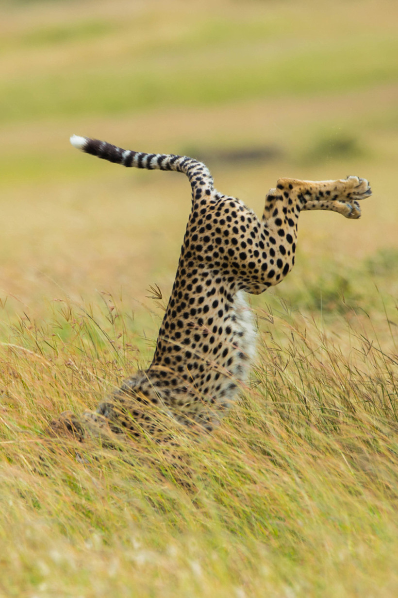 Блог - 20 уморительных снимков с конкурса Comedy Wildlife Photography Awards 2015 20 уморительных снимков с конкурса Comedy Wildlife Photography Awards 2015