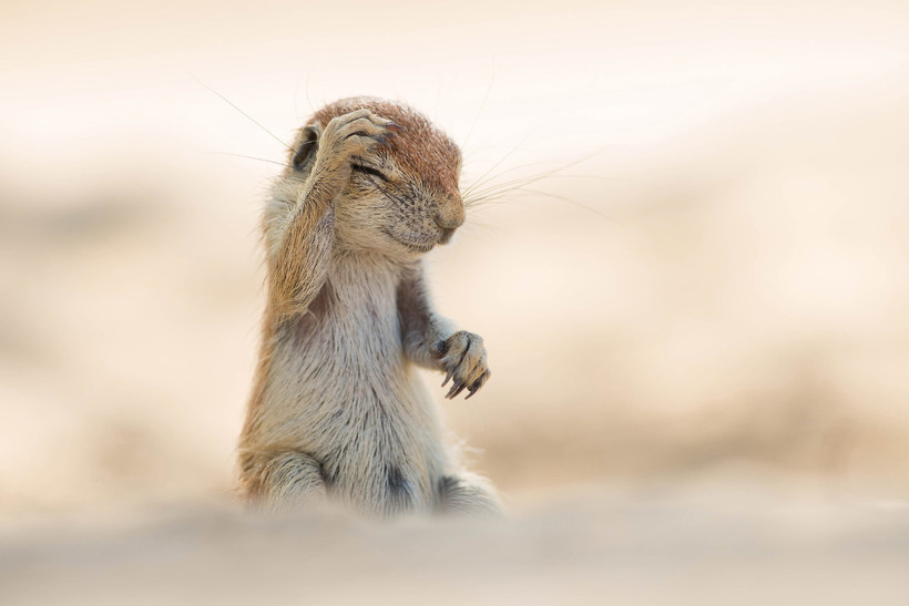 Блог - 20 уморительных снимков с конкурса Comedy Wildlife Photography Awards 2015 20 уморительных снимков с конкурса Comedy Wildlife Photography Awards 2015