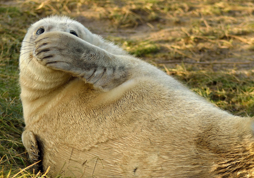 Блог - 20 уморительных снимков с конкурса Comedy Wildlife Photography Awards 2015 20 уморительных снимков с конкурса Comedy Wildlife Photography Awards 2015