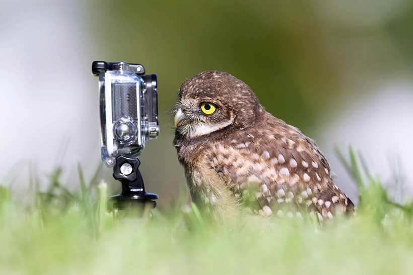 Блог - 20 уморительных снимков с конкурса Comedy Wildlife Photography Awards 2015 20 уморительных снимков с конкурса Comedy Wildlife Photography Awards 2015