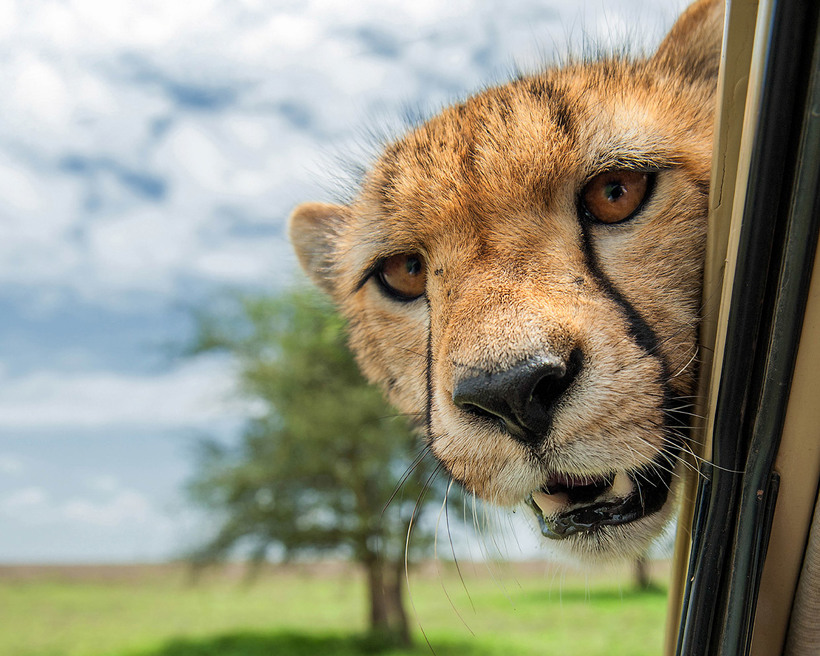 Блог - 20 уморительных снимков с конкурса Comedy Wildlife Photography Awards 2015 20 уморительных снимков с конкурса Comedy Wildlife Photography Awards 2015