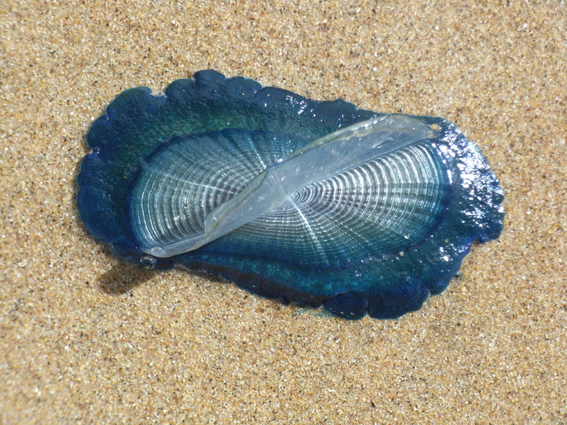 Единственная и неповторимая Velella velella — одно из самых необыкновенных созданий на планете! 