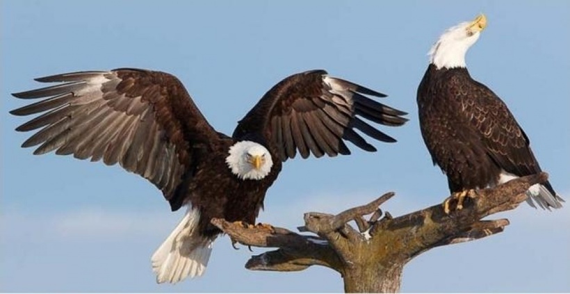 10 диких животных, которые точно знают, что такое вечная любовь