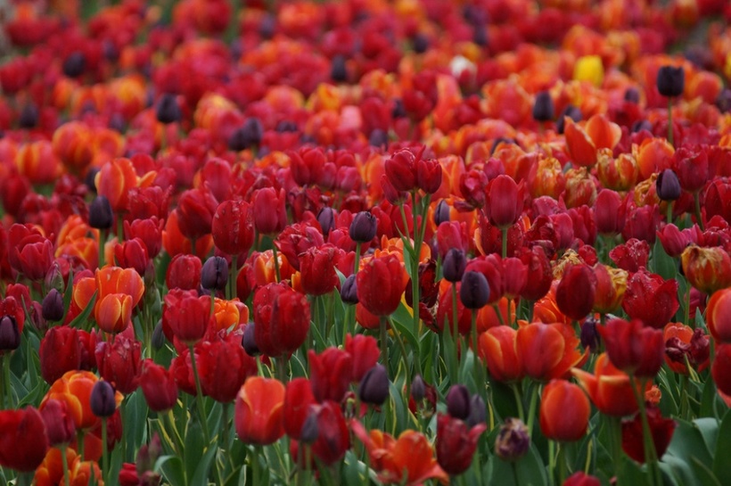 21 место в мире, которое создано для весны