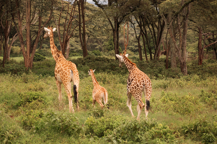Завтрак с жирафами Ротшильда, занесенными в Красную книгу