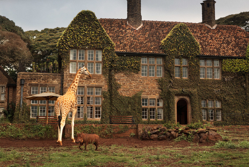 Завтрак с жирафами Ротшильда, занесенными в Красную книгу