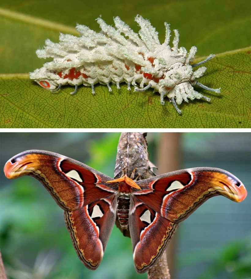 Картинки по запросу Гусеница бабочки павлиноглазка атлас