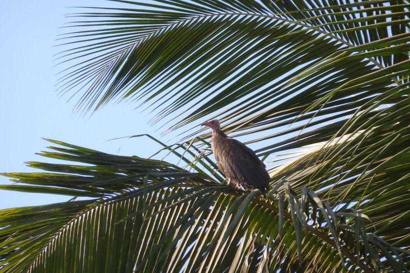 Фестиваль птиц в солнечной Гамбии