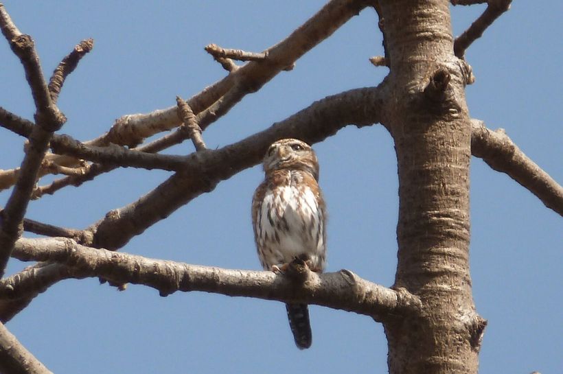 Фестиваль птиц в солнечной Гамбии