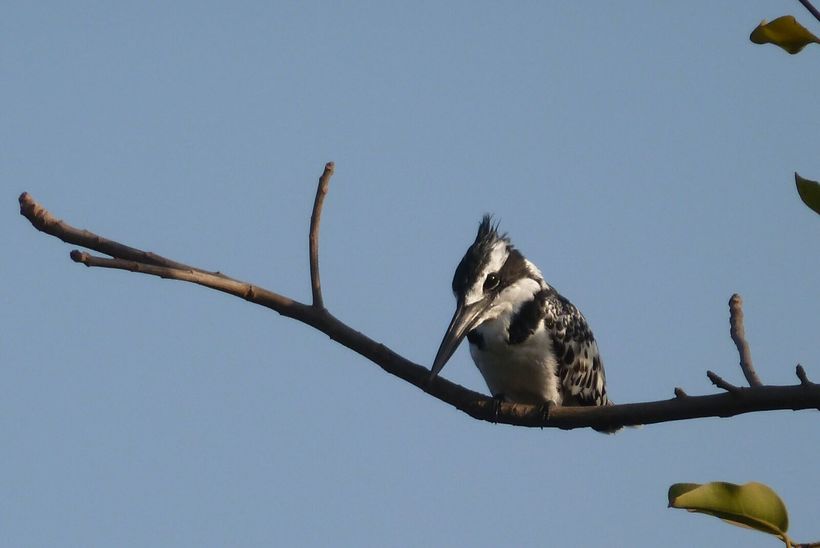 Фестиваль птиц в солнечной Гамбии