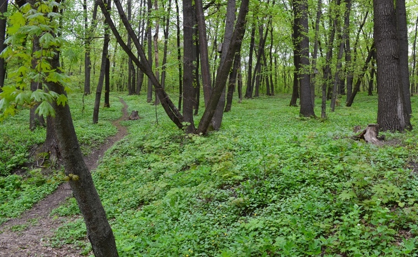 Воронеж парк 