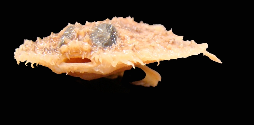 20 новых видов животных, открытых в XXI веке