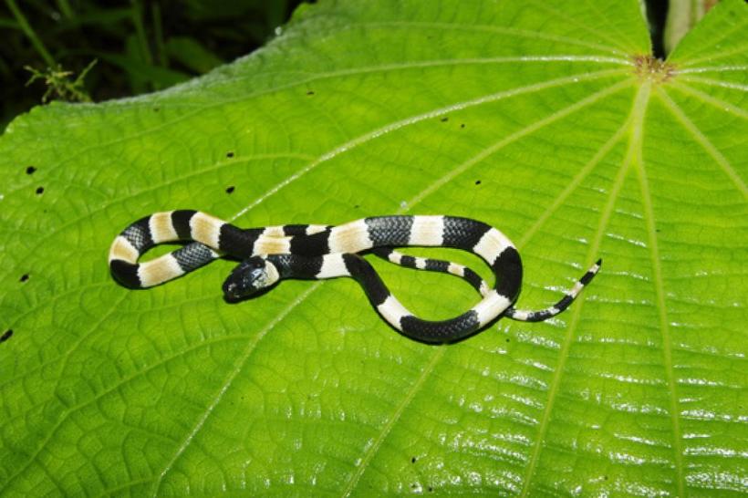 20 новых видов животных, открытых в XXI веке