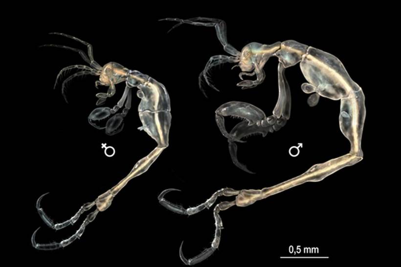 20 новых видов животных, открытых в XXI веке