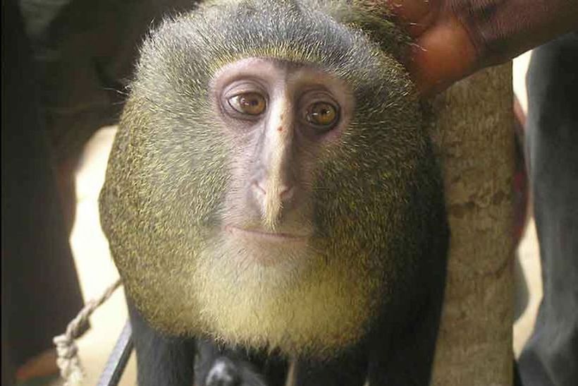 20 новых видов животных, открытых в XXI веке