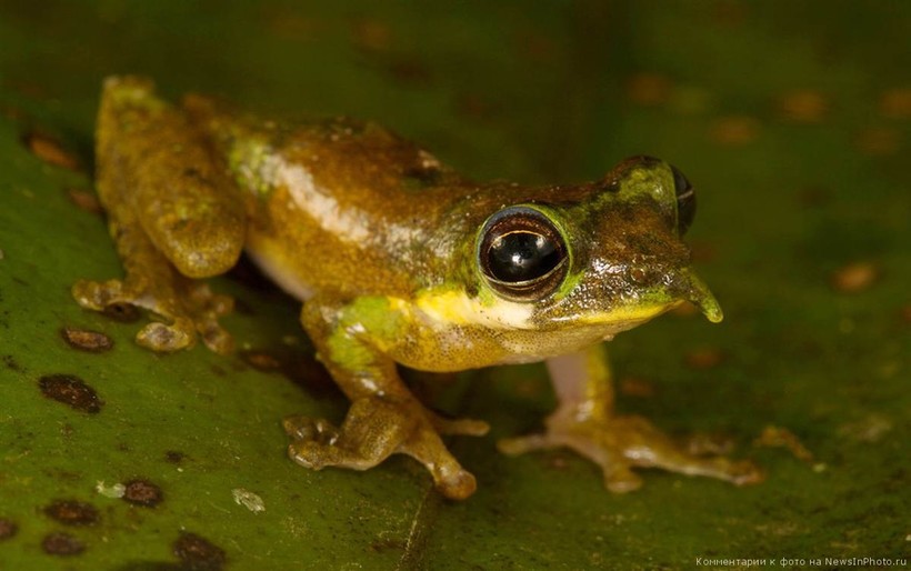 20 новых видов животных, открытых в XXI веке