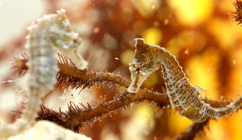 20 новых видов животных, открытых в XXI веке