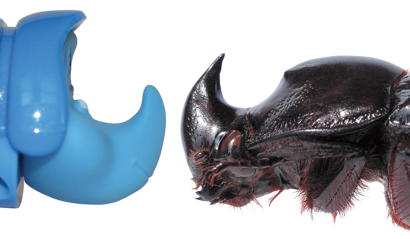 20 новых видов животных, открытых в XXI веке