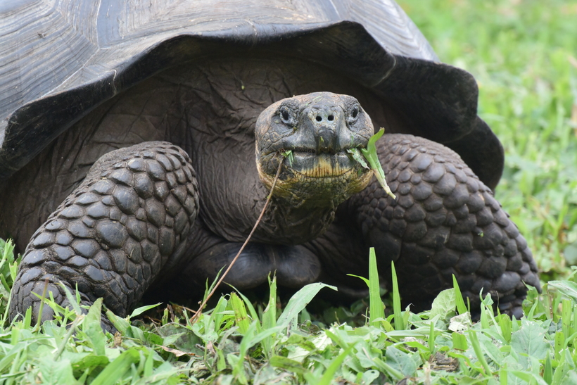 20 новых видов животных, открытых в XXI веке