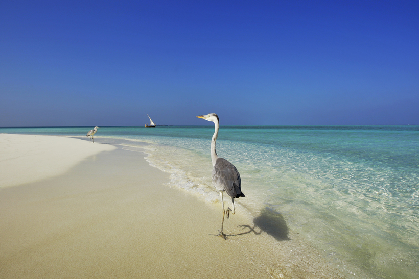 Блог - Утренняя йога в Velassaru Maldives Утренняя йога в Velassaru Maldives