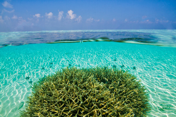 Блог - Резорт Maafushivaru Maldives — незабываемые приключения и великолепный отдых, которые покорят ваше сердце Резорт Maafushivaru Maldives — незабываемые приключения и великолепный отдых, которые покорят ваше сердце