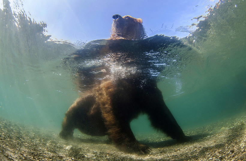 Блог - 20 гениальных снимков дикой природы с конкурса National Geographic 2016 20 гениальных снимков дикой природы с конкурса National Geographic 2016